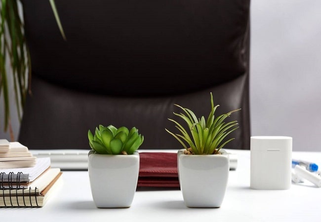 What Are Some Of The Best Succulents For The Office Baskets