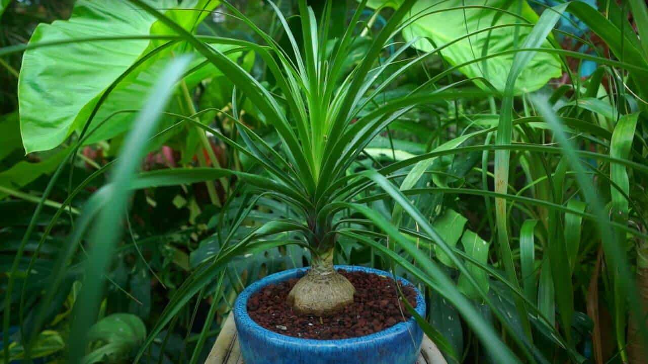 are-ponytail-palm-trees-poisonous-to-cats