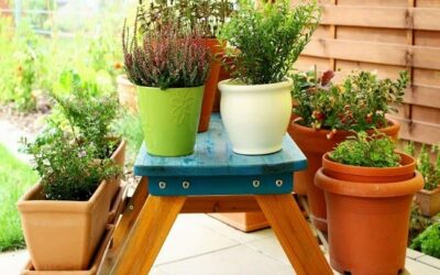 The Top 12 Most Popular Best Potted Plants For Outdoor Shade