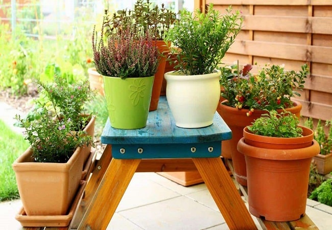 Best Potted Plants For Outdoor Shade