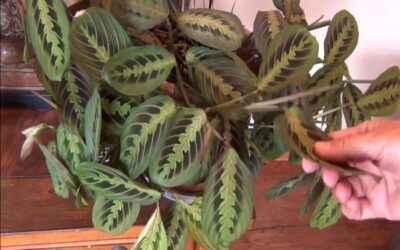 A Comprehensive Guide How To Propagate Prayer Plants