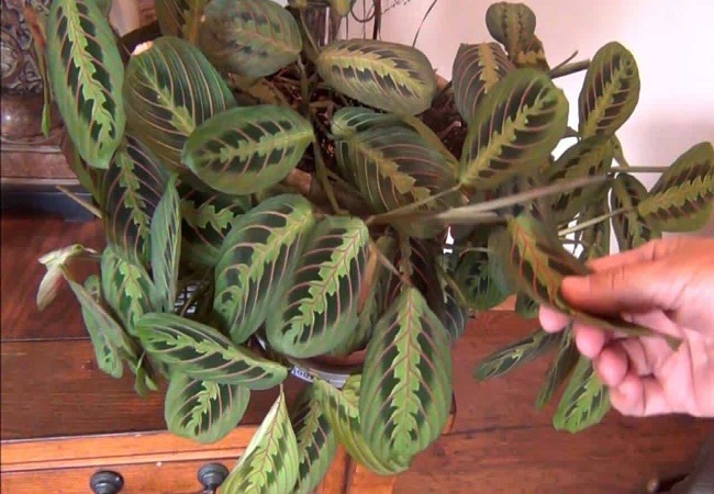 prayer plant propagation from leaf
