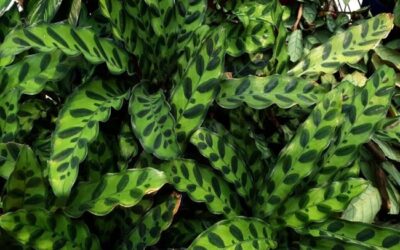 How To Treat Rattlesnake Plant Brown Spots? 7 Best Practices