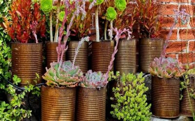 Can You Plant Roses And Succulents Together
