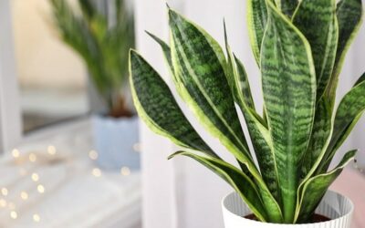 What Causes Snake Plant White Leaves To Turn?