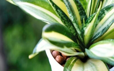 How To Use Snake Plant In Leca ? For Better Growth