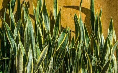 Why Are Snake Plant Leaves Wrinkled? A Plant’s Guide