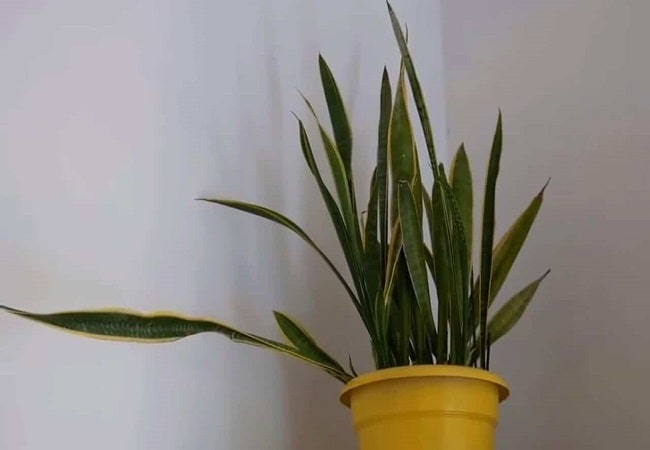 The Curious Case Of  Snake Plant Leaves Cracking Prevention Tips