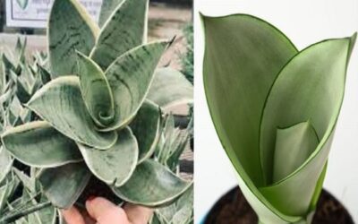 Night Owl Snake Plant Vs. Moonshine Which Is Better For You?