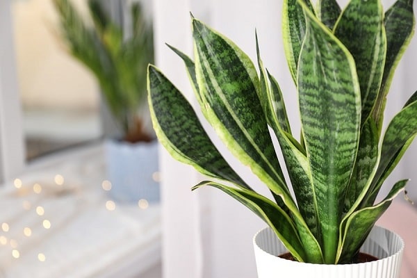 What Causes Snake Plant White Leaves To Turn?