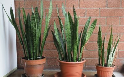 The Mysterious Case Of The Snake Plant Growing Outwards