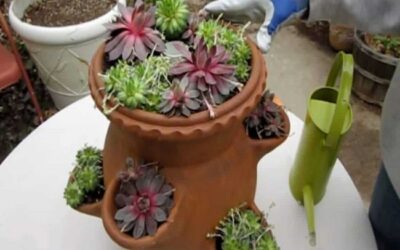 How To Plant Succulents In A Strawberry Pot