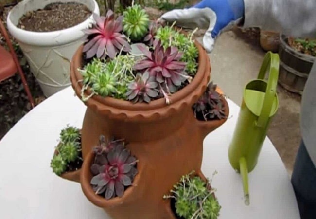 How To Plant Succulents In A Strawberry Pot