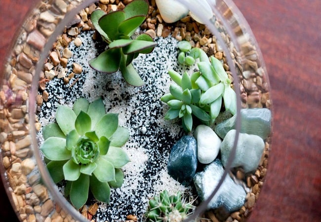 Can You Use Aquarium Gravel For Succulents? A New Way To Grow