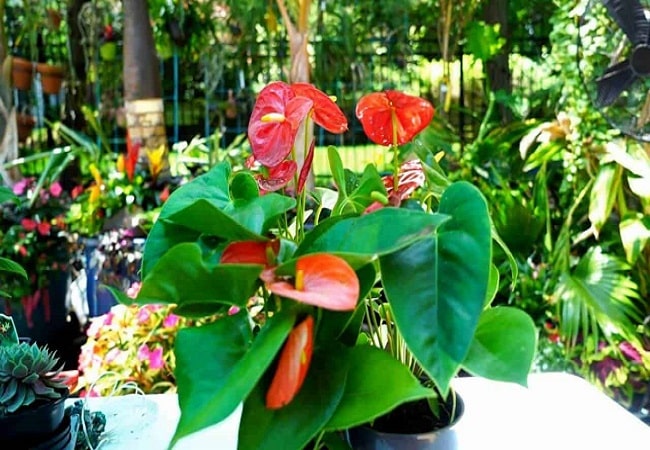 Anthurium Flowers Falling Off