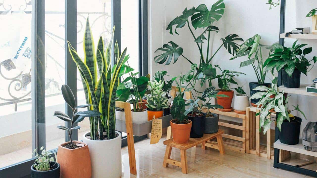 The Most Effective Indoor Plants For Air Purification