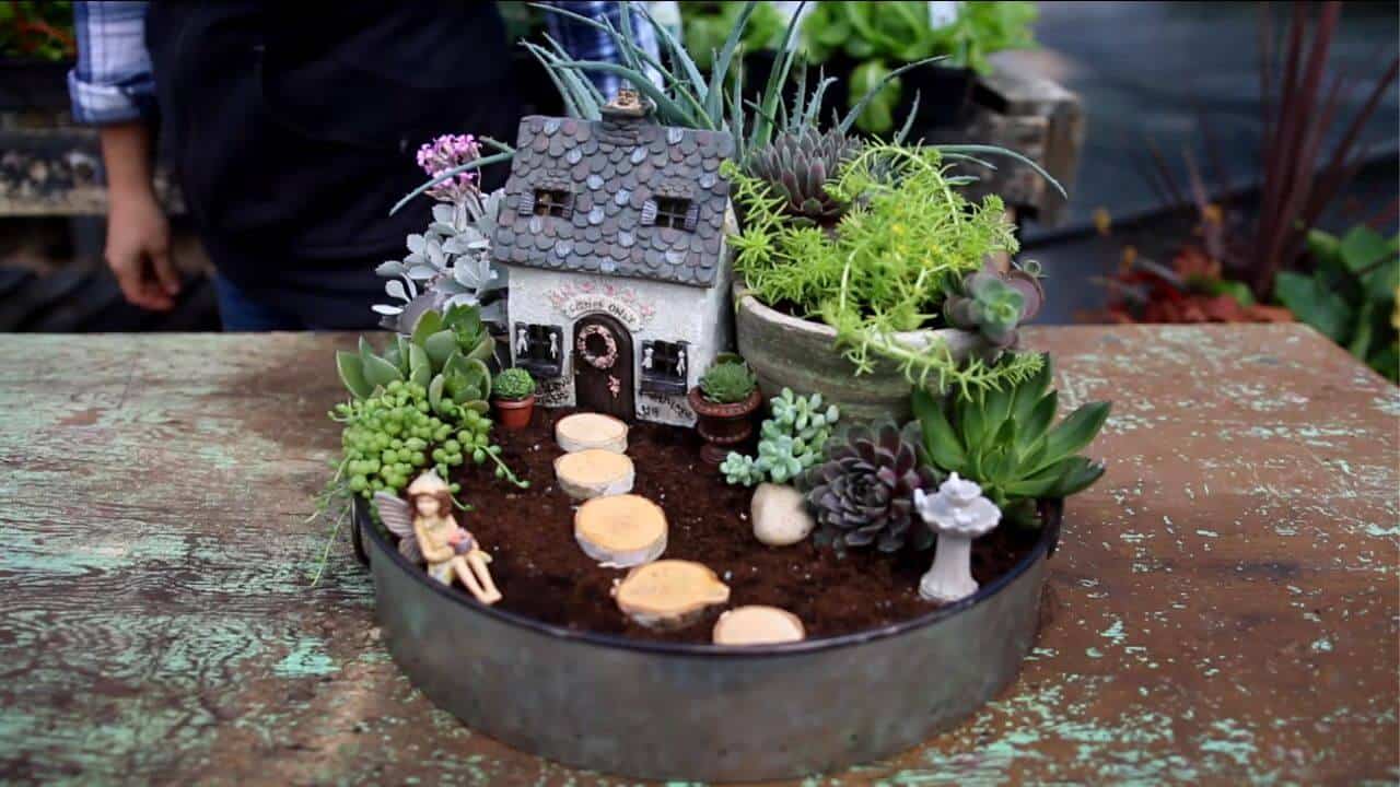 The Succulent Gardener’s Guide To The Best Succulents For Fairy Garden