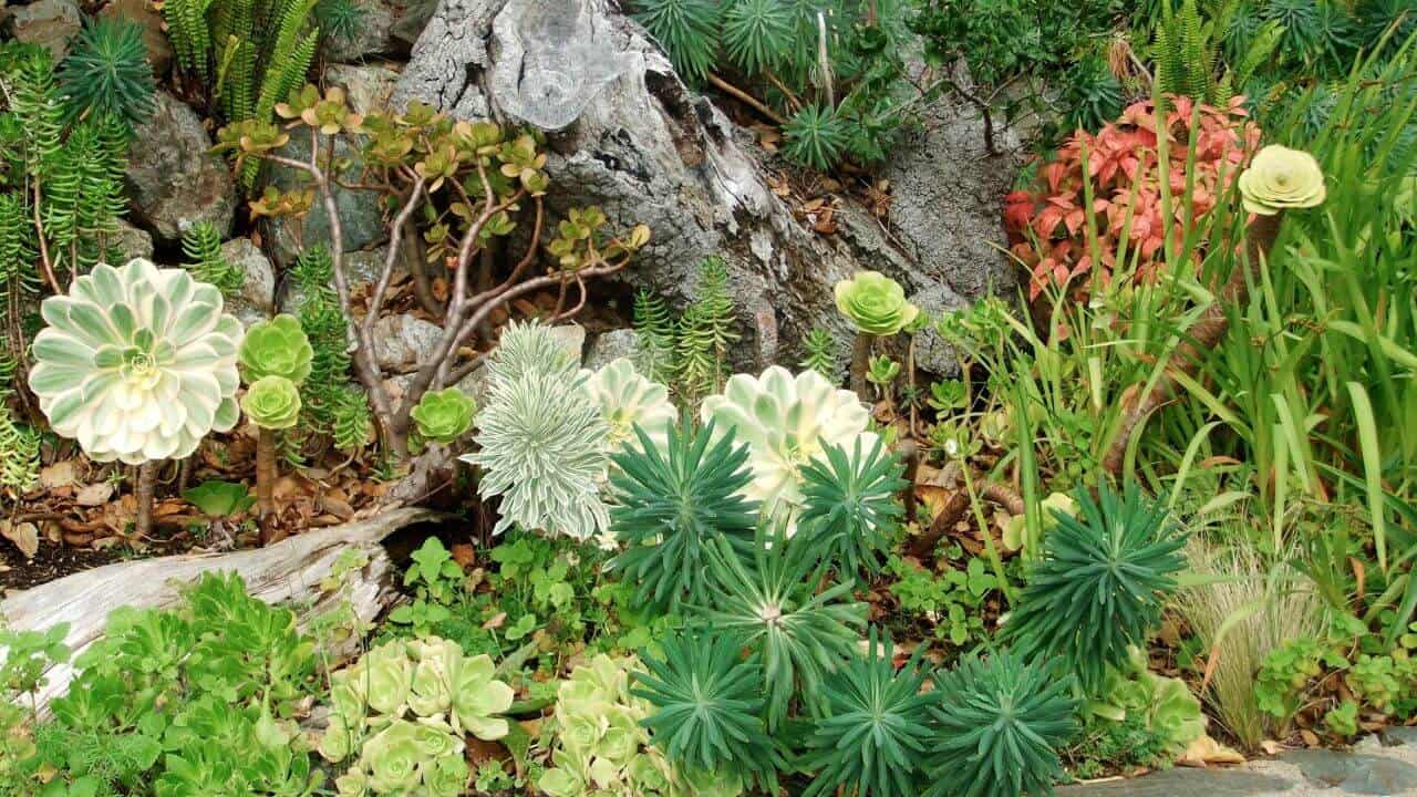 Amazing Best Succulents For Rock Garden