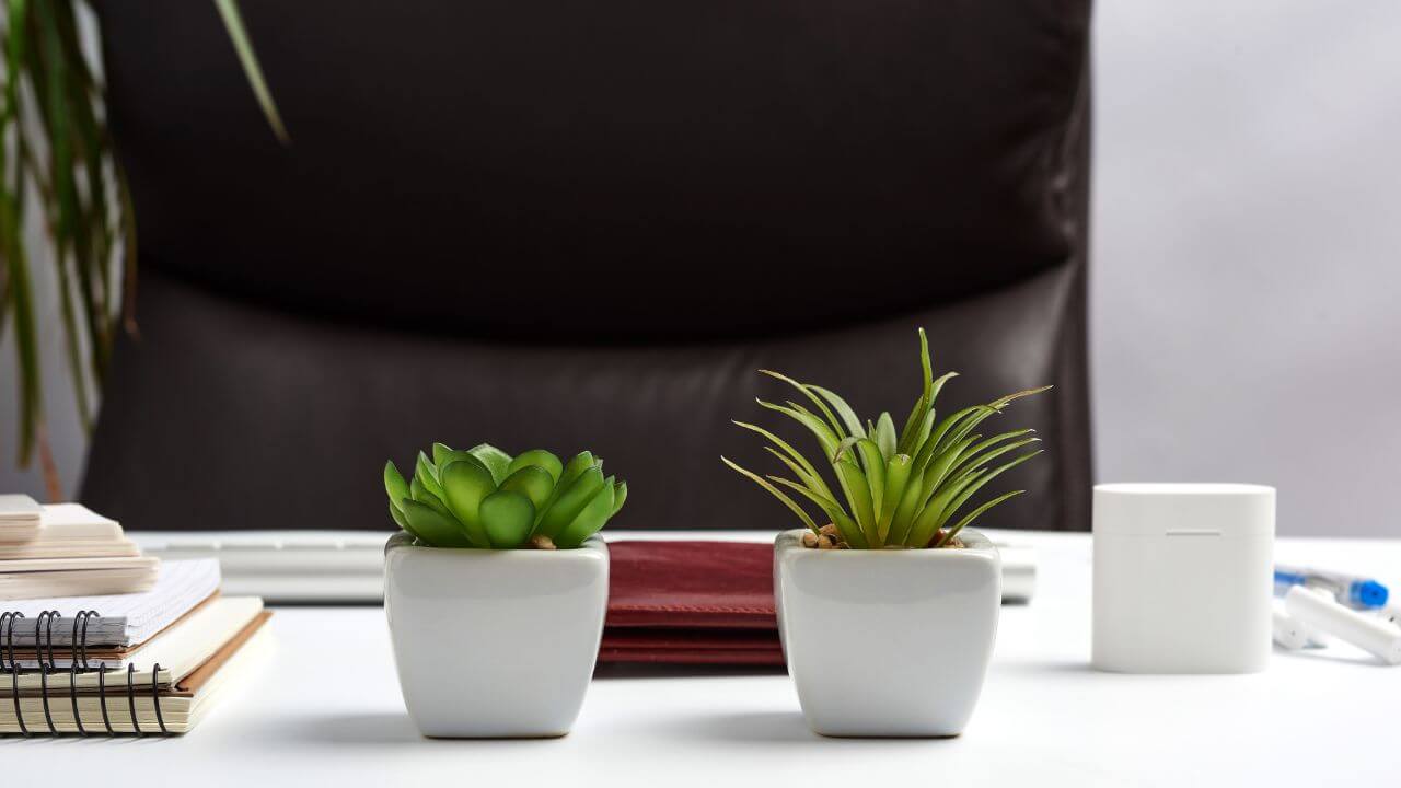 best-succulents-for-the-office-baskets