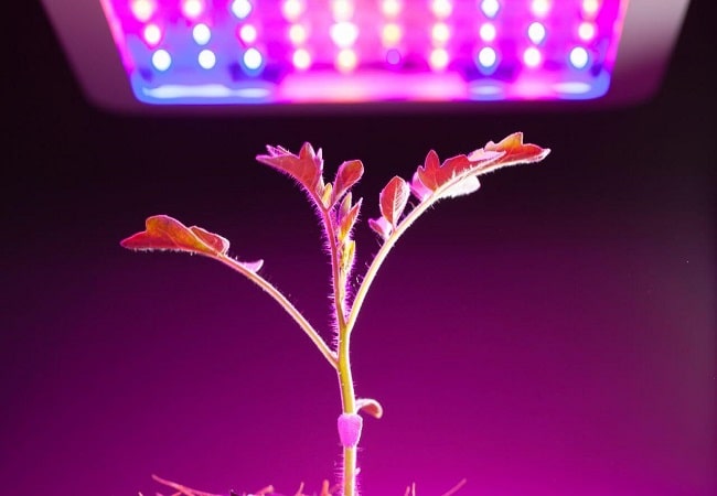Can Grow Lights Burn Plants? Everything You Need To Know