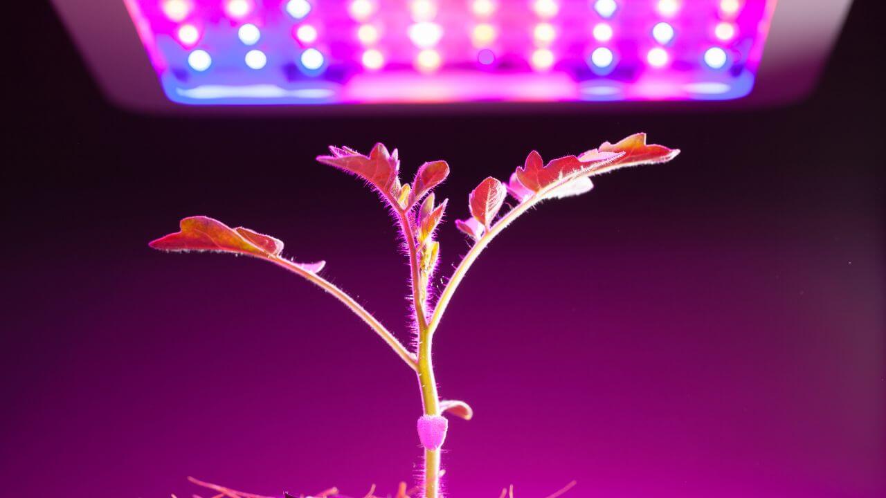 can-grow-lights-burn-plants
