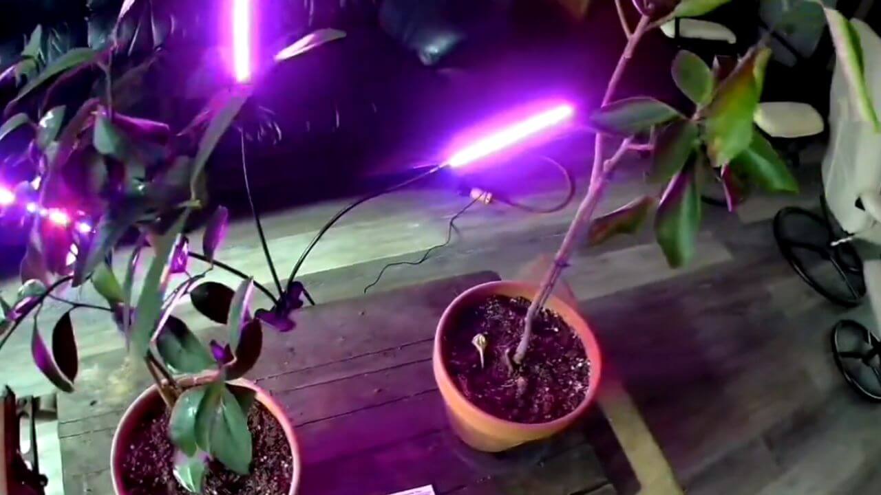 can-i-use-a-grow-light-on-my-lemon-tree