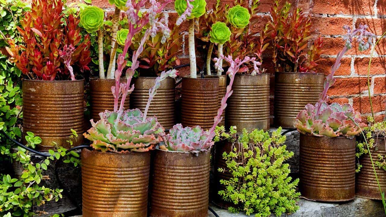 Planting Roses And Succulents Together: For A Beautiful Garden