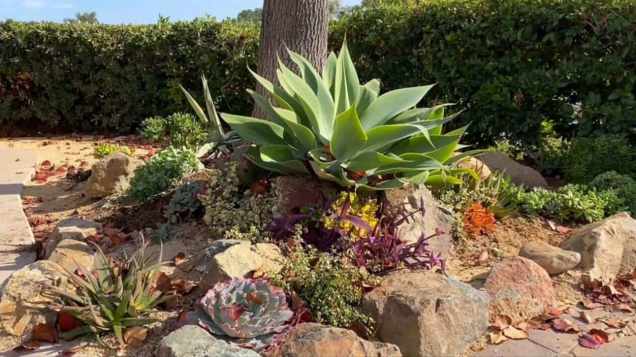 can-you-plant-succulents-under-a-tree