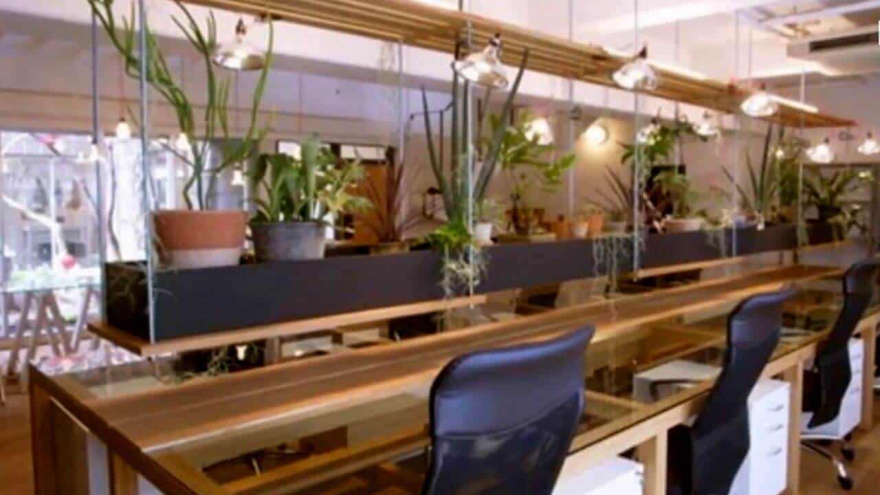 good-feng-shui-plants-for-office