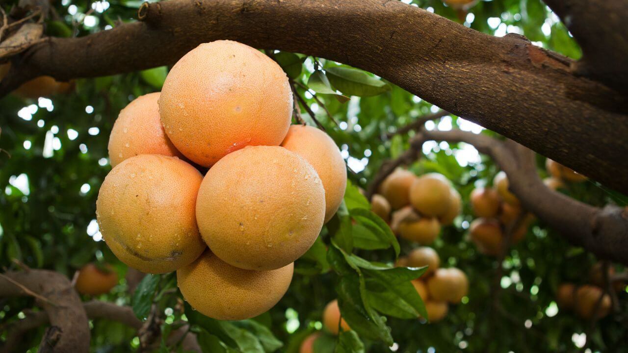 how-big-do-grapefruit-trees-get