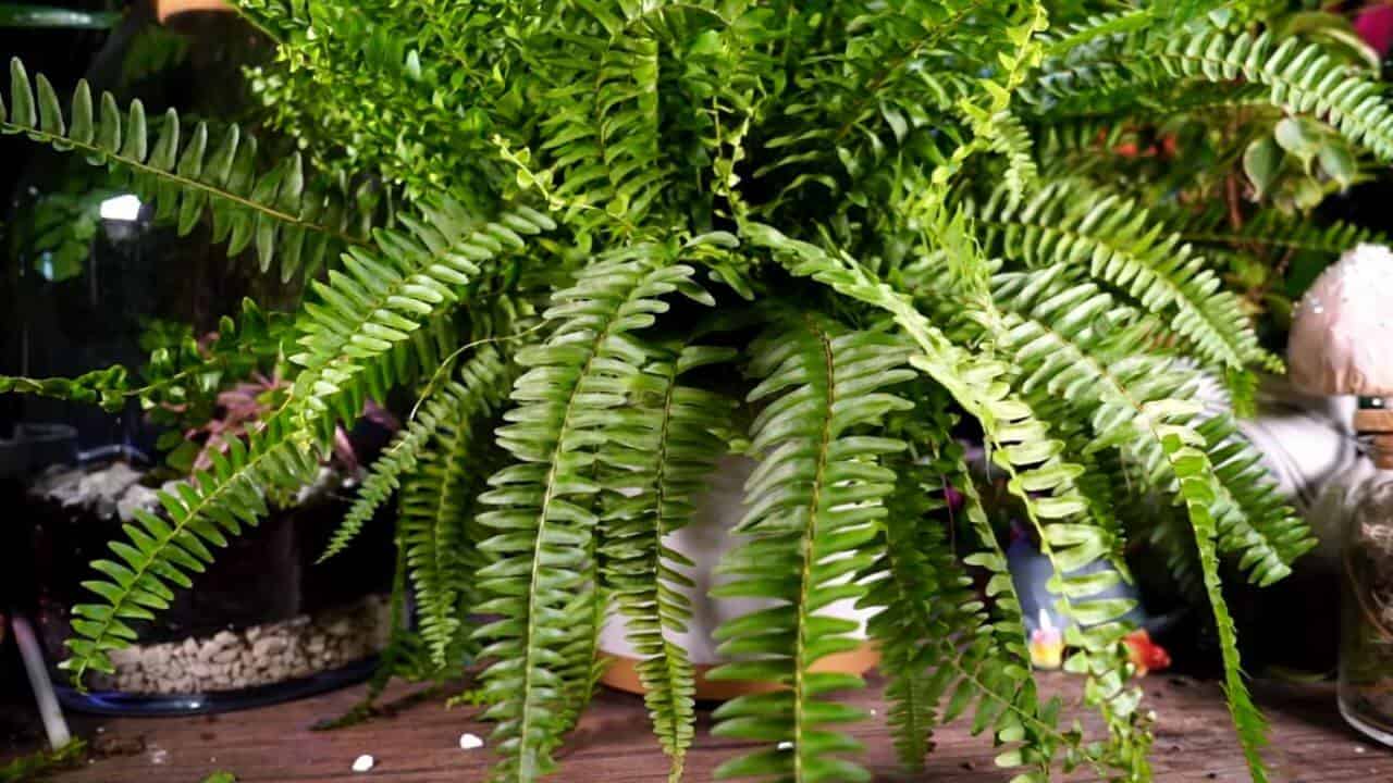 The Complete Guide To Caring For Boston Ferns