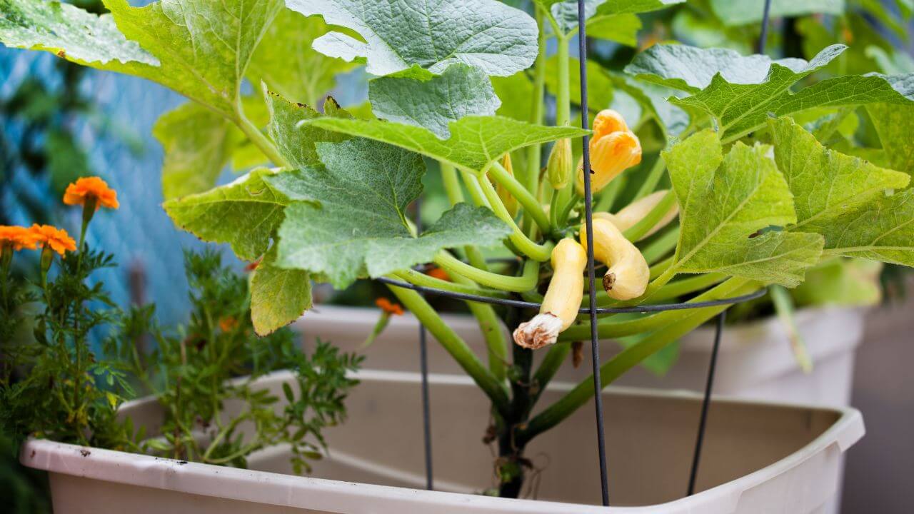 how-to-grow-spaghetti-squash-in-containers