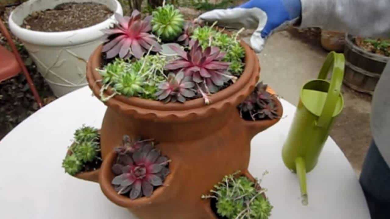 how-to-plant-succulents-in-a-strawberry-pot