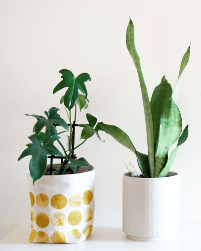 how to propagate philodendron in soil