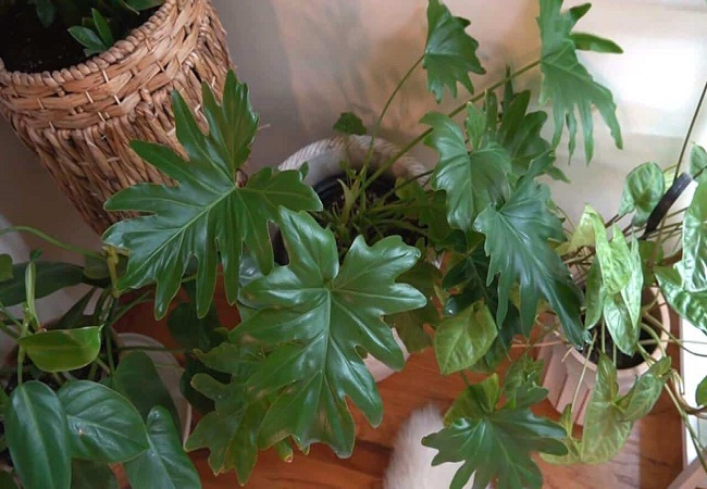 Instructions for a Philodendron Lickety Split  Care