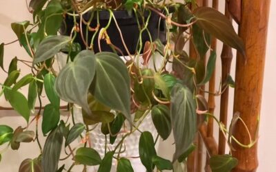 A Guide to Propagating And Caring for the Philodendron Micans