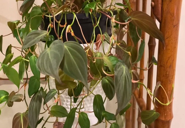 Propagating and Caring for the Philodendron Micans