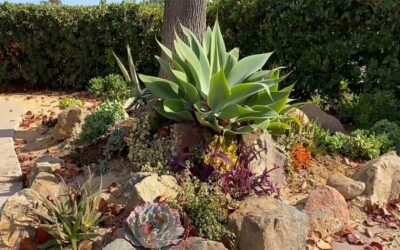 Can You Plant Succulents Under A Tree