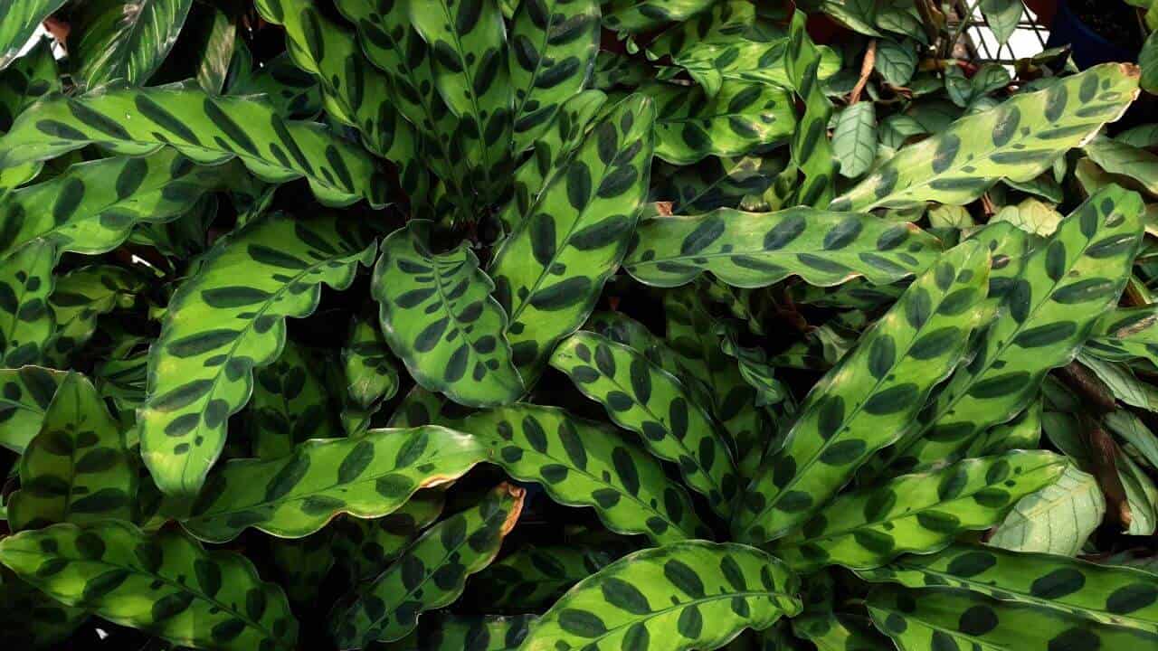 rattlesnake-plant-brown-spots