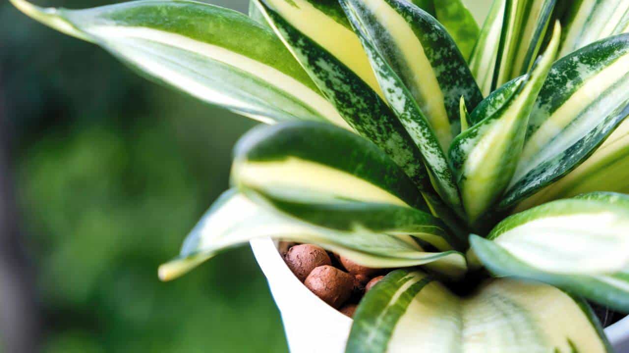 How To Use Leca For Snake Plant? For Better Growth