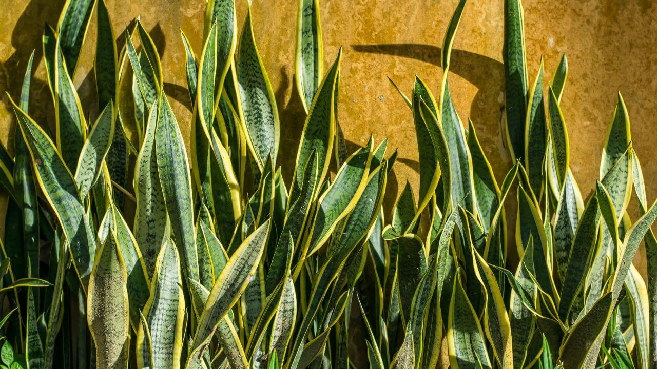 snake-plant-leaves-wrinkled