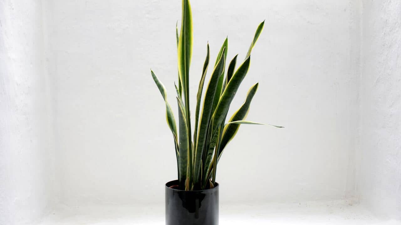 Why Are Snake Plant Leaves Skinny? Causes And Solutions