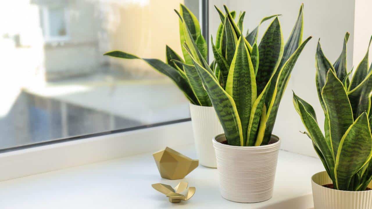 What Causes Snake Plant Leaves To Turn White?