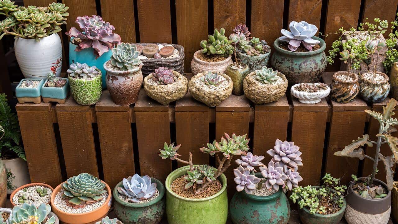 Which Succulent Plants For Small Containers