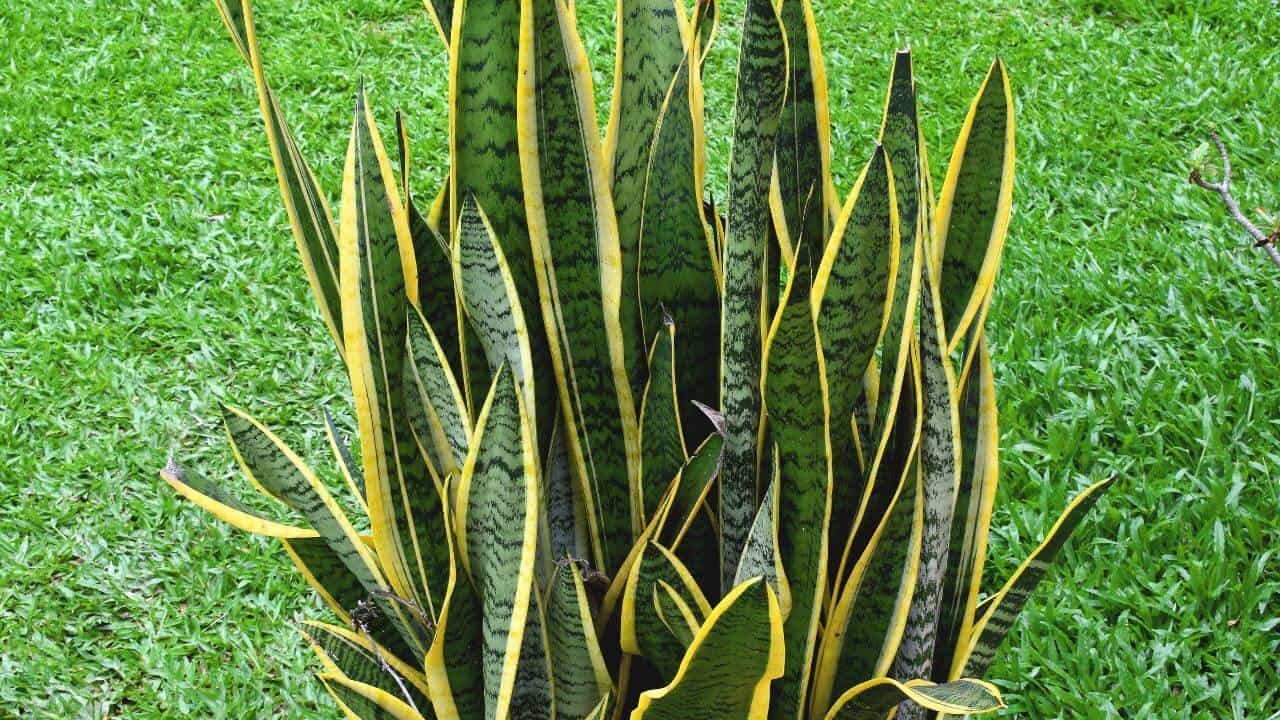 5 Weird Reasons Your Snake Plant Has No Roots