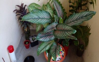 How to Create The Best Humidity For Calathea