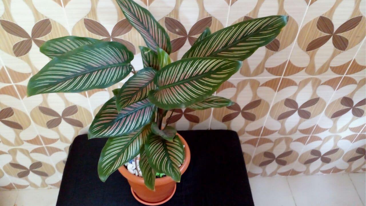 Calathea White Star Care: Easy Guide For Its Maintenance
