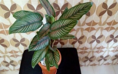 Calathea White Star Care Guide Easy Guide For Its Maintenance