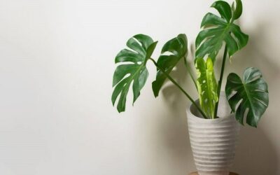 How Do I Know If My Monstera Needs Water