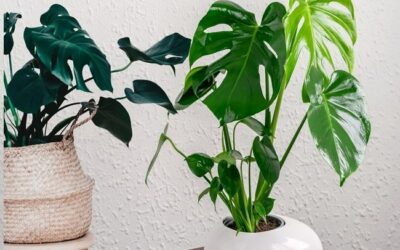 What Is The Process How Do Monstera Grow New Leaves